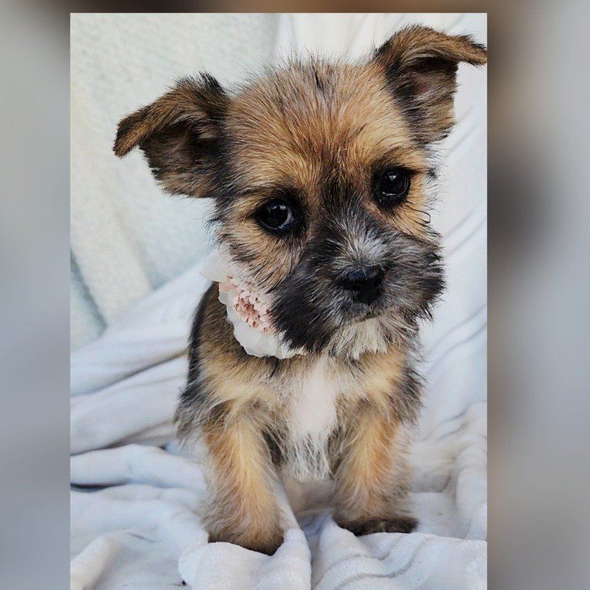 Tiny Shorkies Shih tzu Yorkie mix