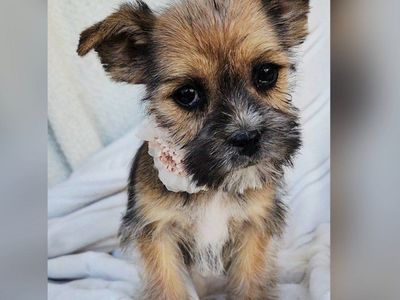 Tiny Shorkies Shih tzu Yorkie mix