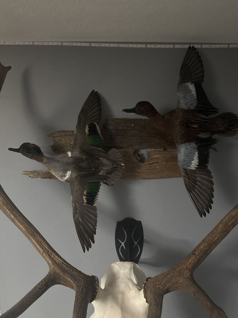 Bird Taxidermy