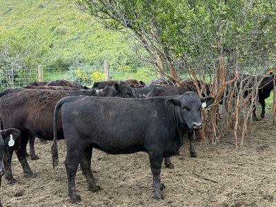 20 AI Bred Angus Heifers
