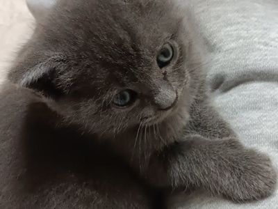 Persian/Ragdoll mix kitten for sale. REDUCED PRICE!!