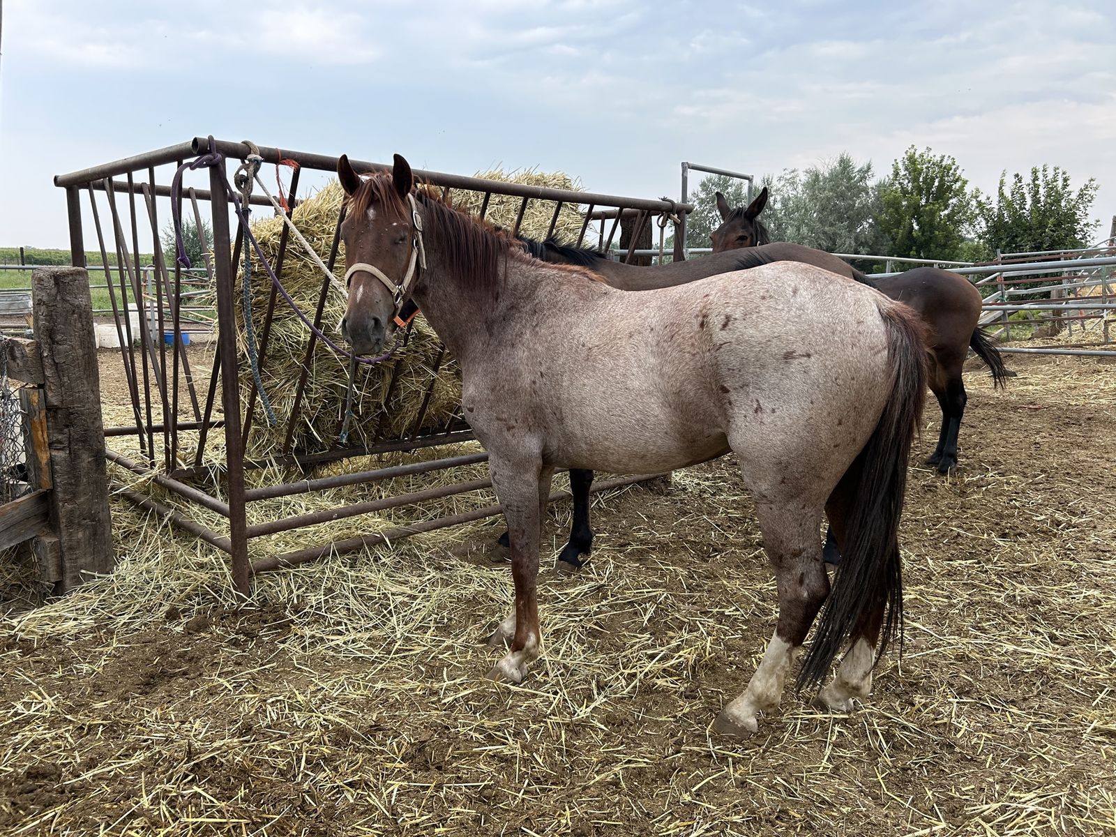 3 yr old roan gelding