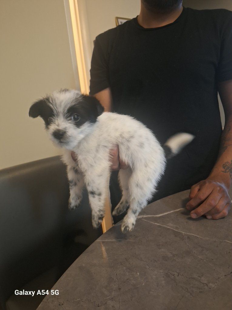 Mini Heeler Poodle
