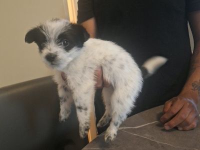Mini Heeler Poodle