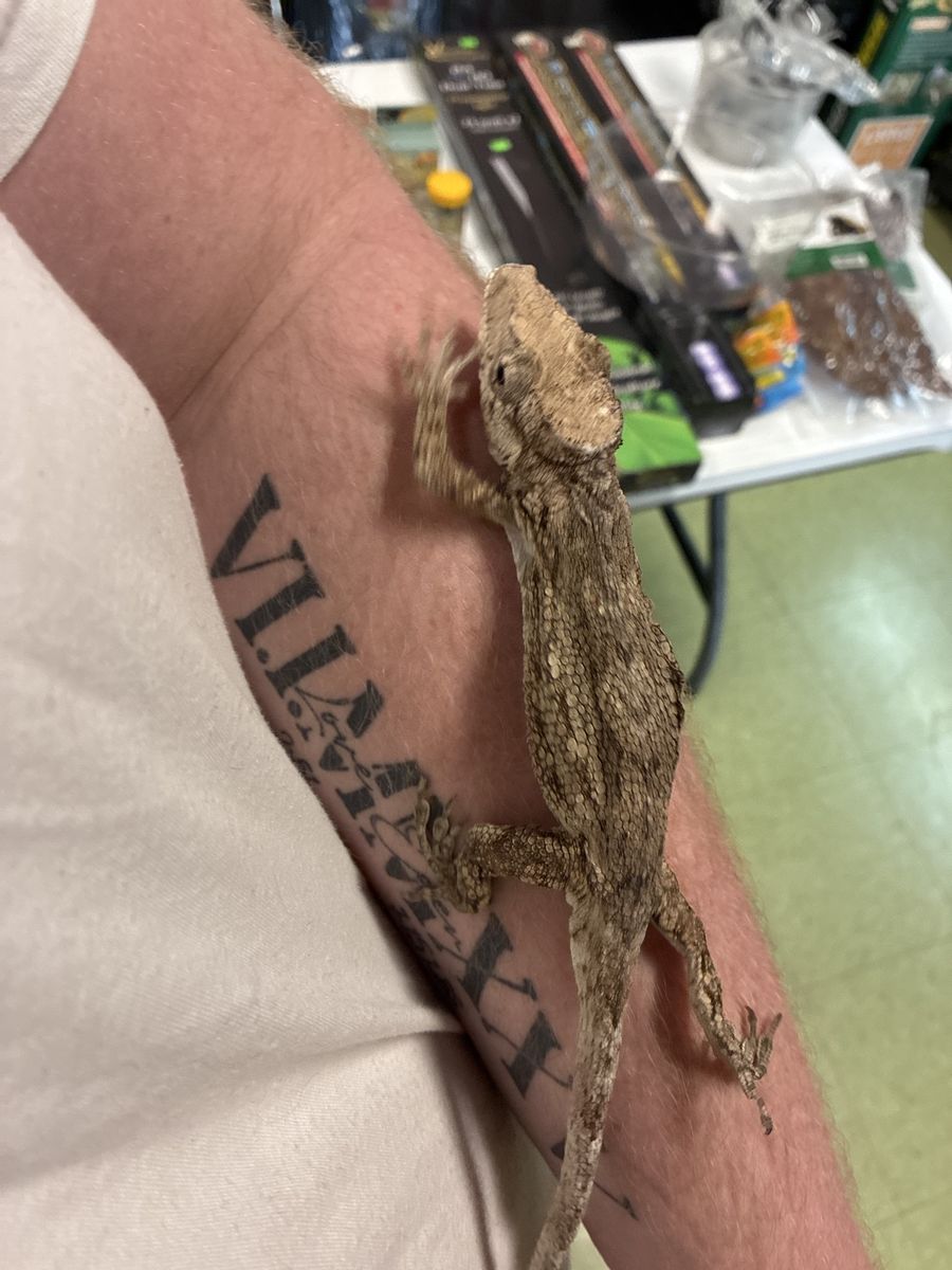 False Chameleon For Sale