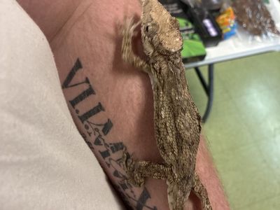 False Chameleon For Sale