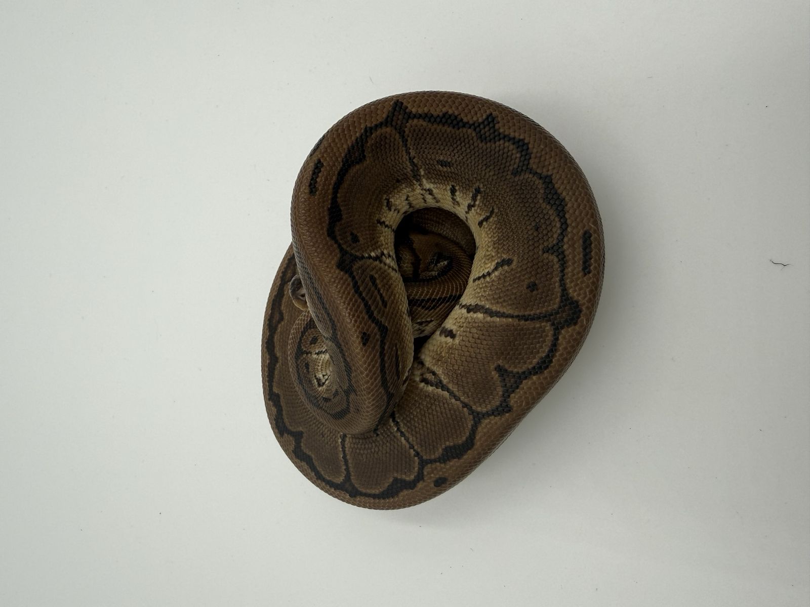 Main image 3