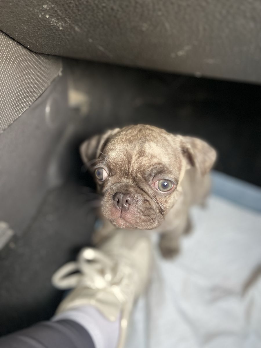 Male pug