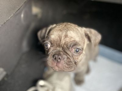 Male pug