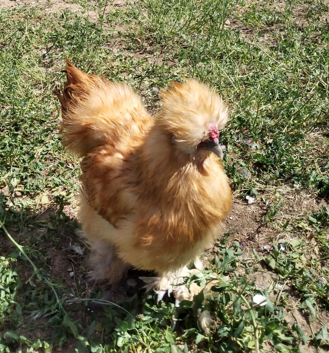 BUFF SILKIE ROOSTER Chicken 4 months old for Sale