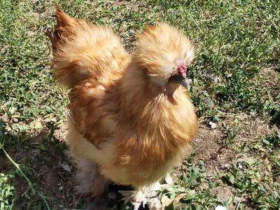 BUFF SILKIE ROOSTER Chicken 4 months old for Sale