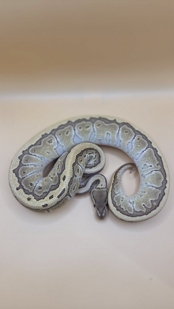 Ball Python female- Butter, pinstripe, hidden gene woma pos vanilla pos het DG