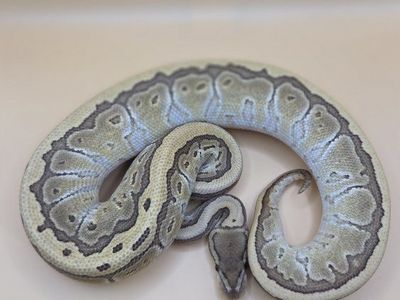 Ball Python female- Butter, pinstripe, hidden gene woma pos vanilla pos het DG