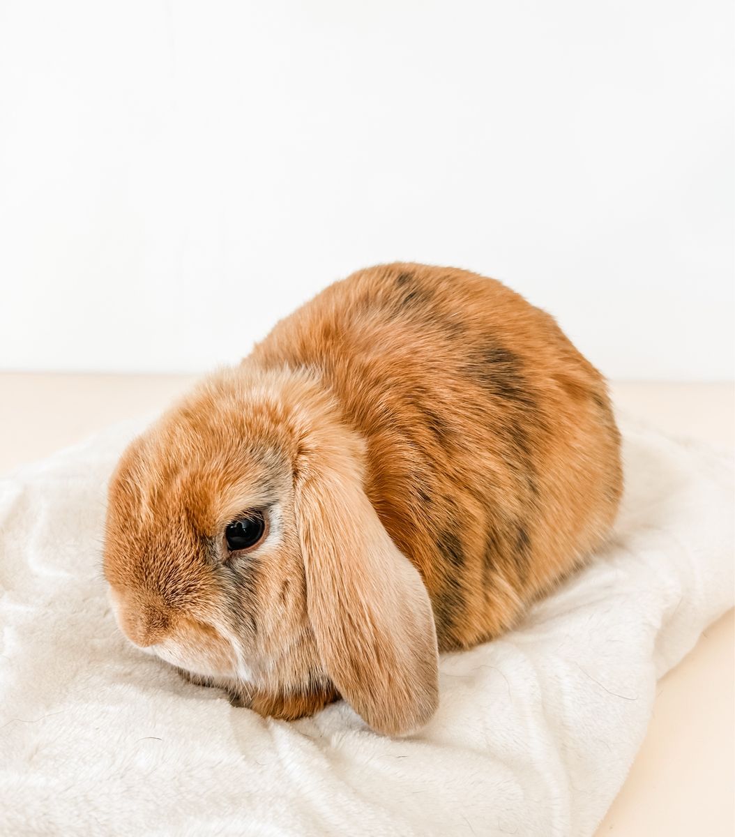 Adorable Holland Lop bunnies
