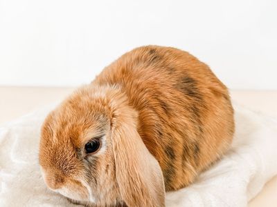 Adorable Holland Lop bunnies