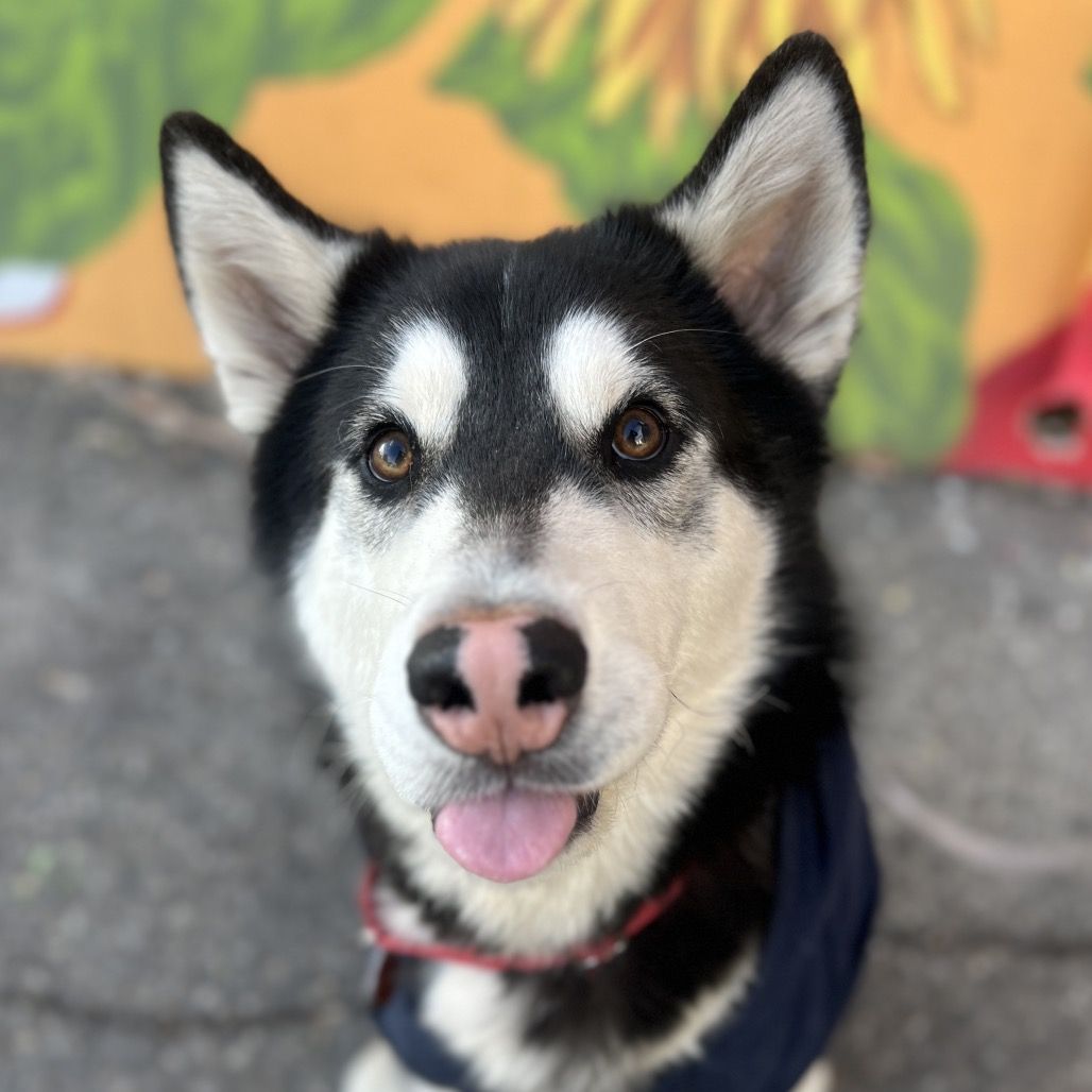 Hello my name is Cowboy