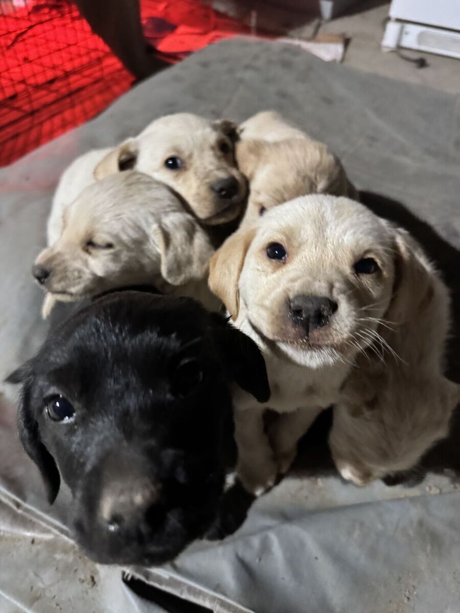 Yellow Lab Mix Puppies – Need gone asap!!
