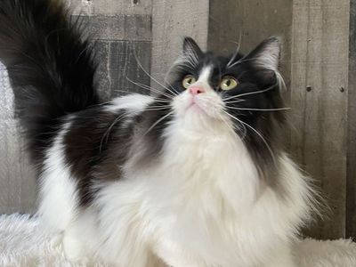 1 left! Topaz Ragdoll teen kitten • Fixed, Vet Checked, Shots, Ready to go!