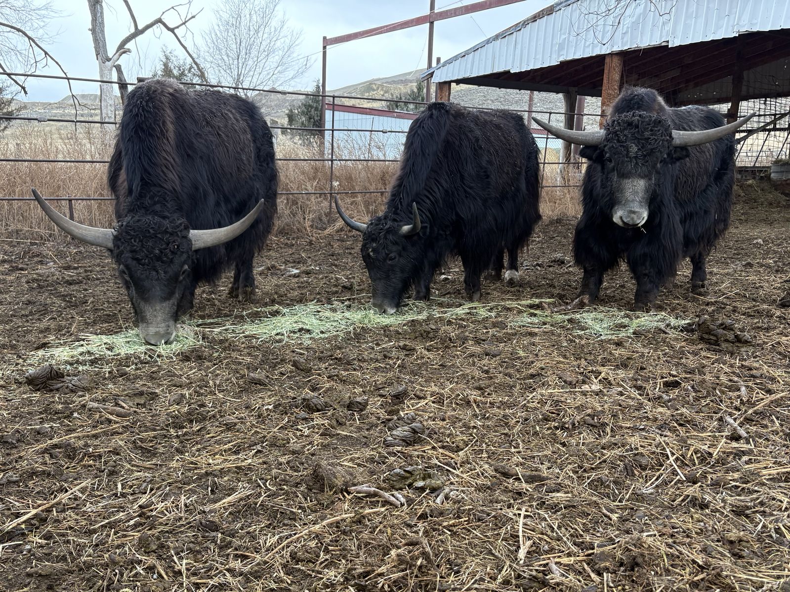 Yak Cuts