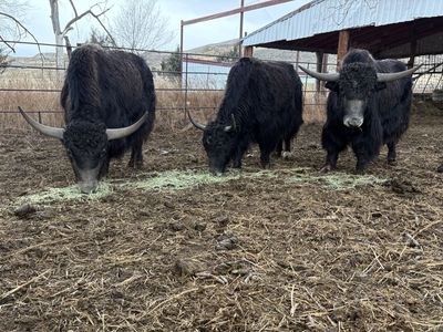 Yak Cuts