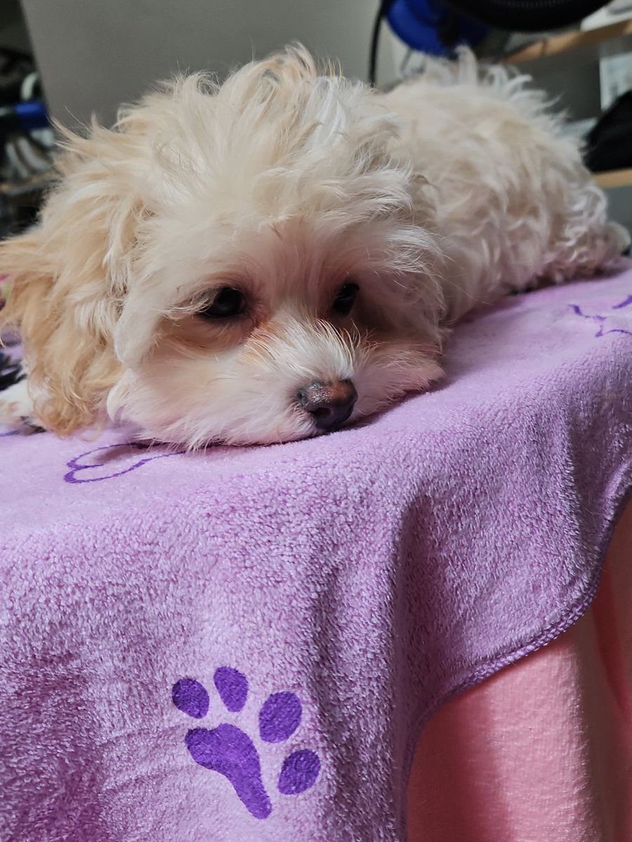 Maltipoo