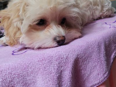 Maltipoo