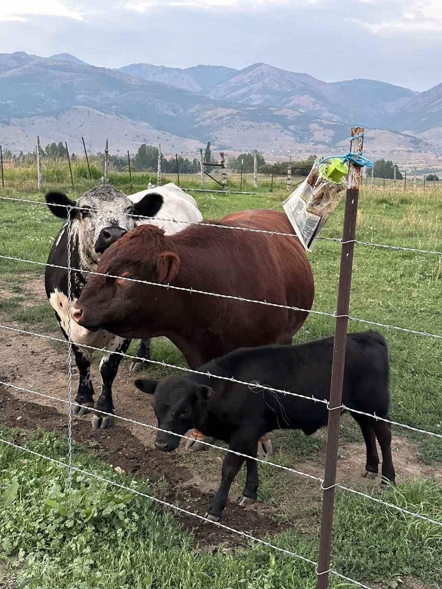 Cattle Livestock calves bull heifer