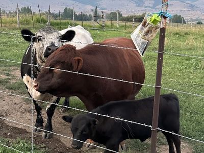 Cattle Livestock calves bull heifer