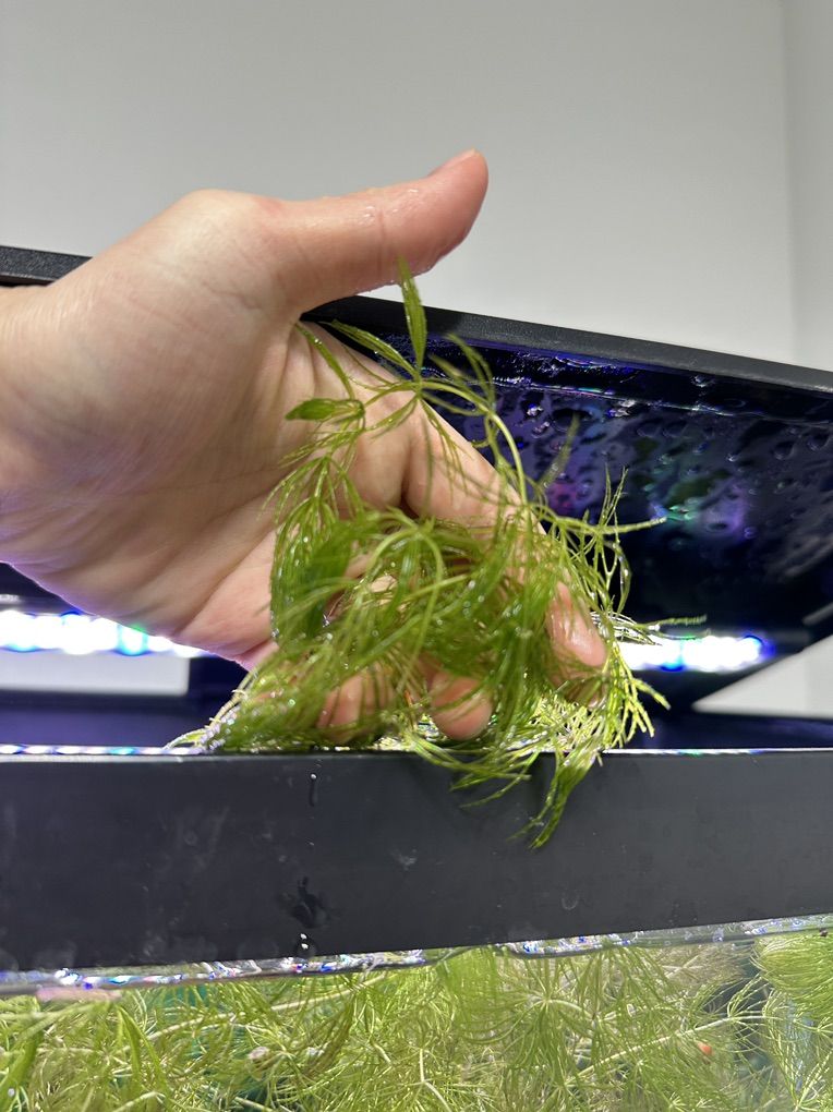 Various Water Plants