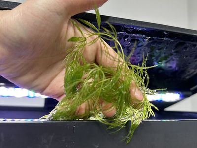 Various Water Plants