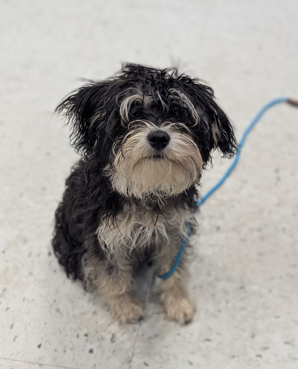 A164971 Scruff is Available for Adoption!