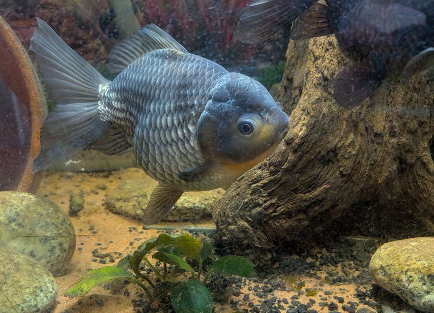 Blue Oranda Goldfish