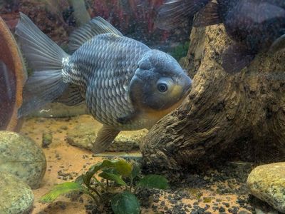 Blue Oranda Goldfish