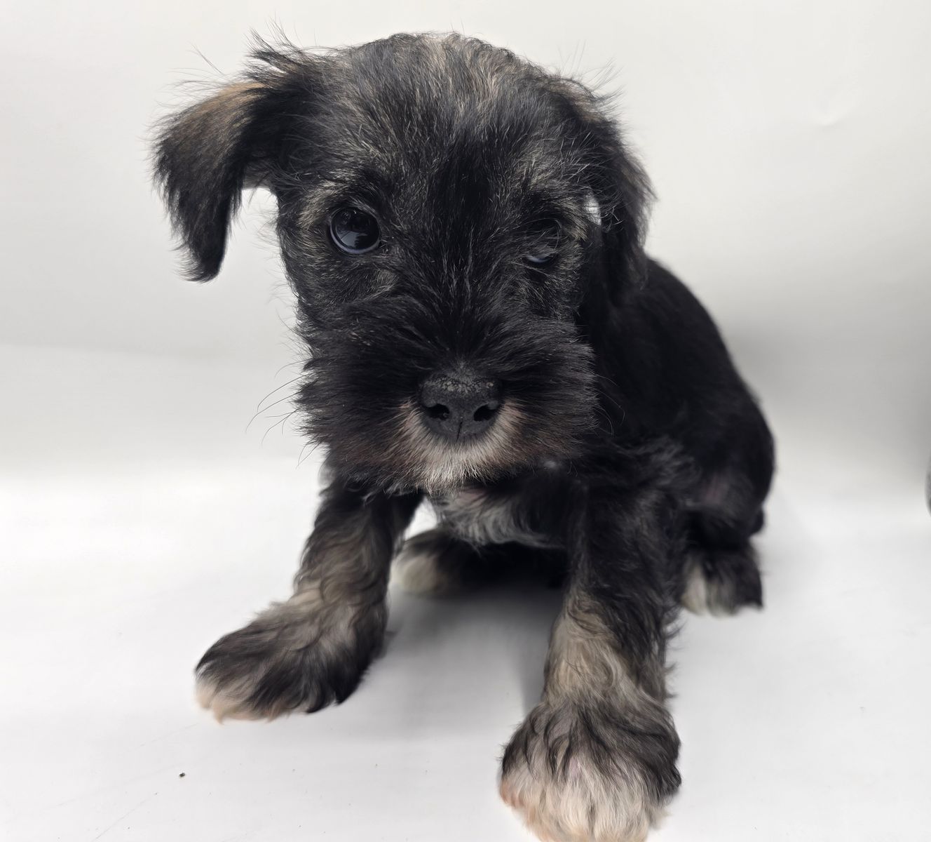 Beautiful Purebred Miniature Schnauzer Puppies – Ready to Join Your Family