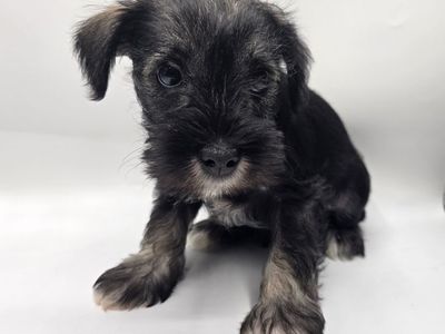 Beautiful Purebred Miniature Schnauzer Puppies – Ready to Join Your Family