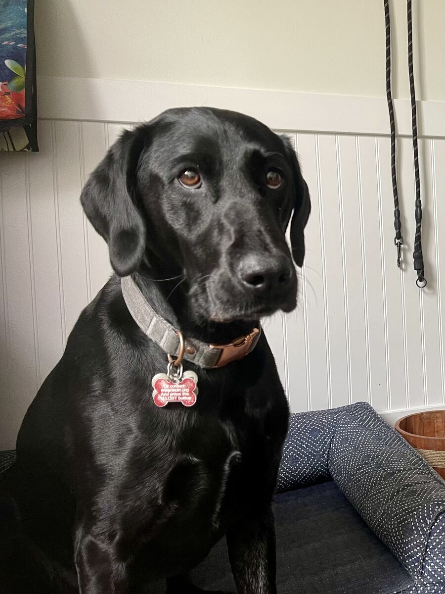 Black Lab Retriever Needs New Home ASAP