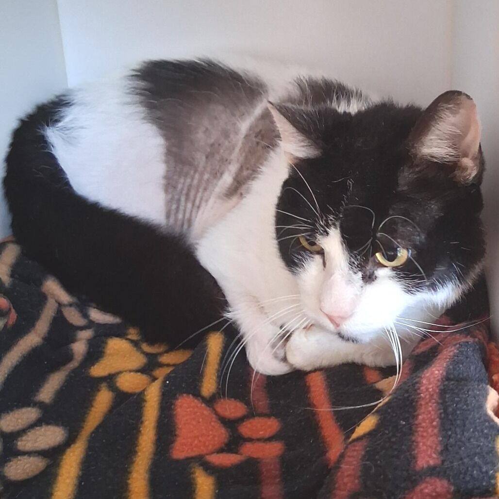 Hello my name is Stewie