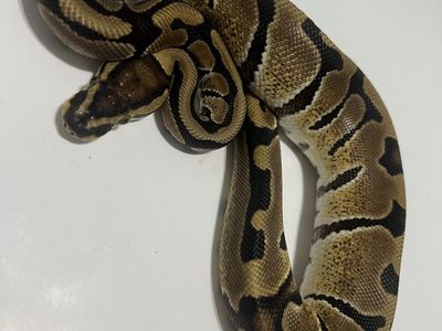 Ball Python Reptile #24