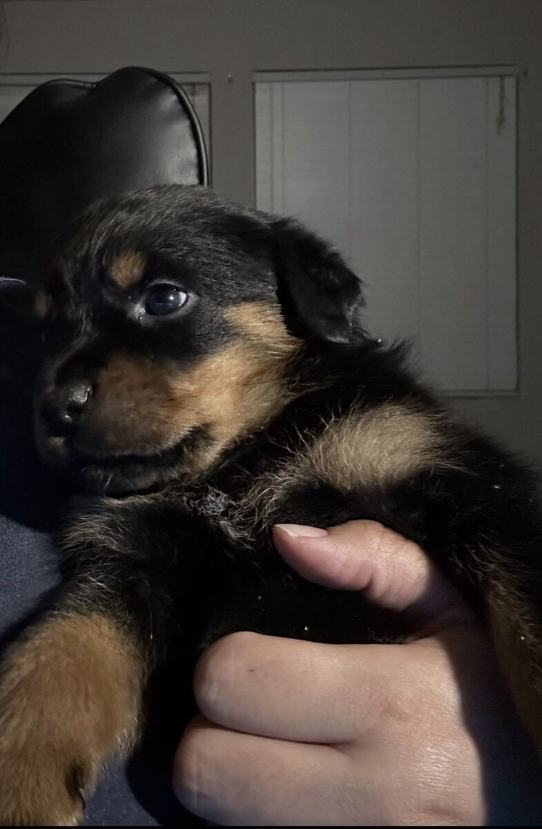 AKC ROTTWEILER PUPPIES