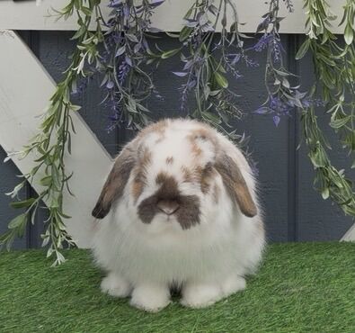 Pedigreed Holland Lop Buck