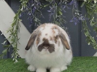 Pedigreed Holland Lop Buck