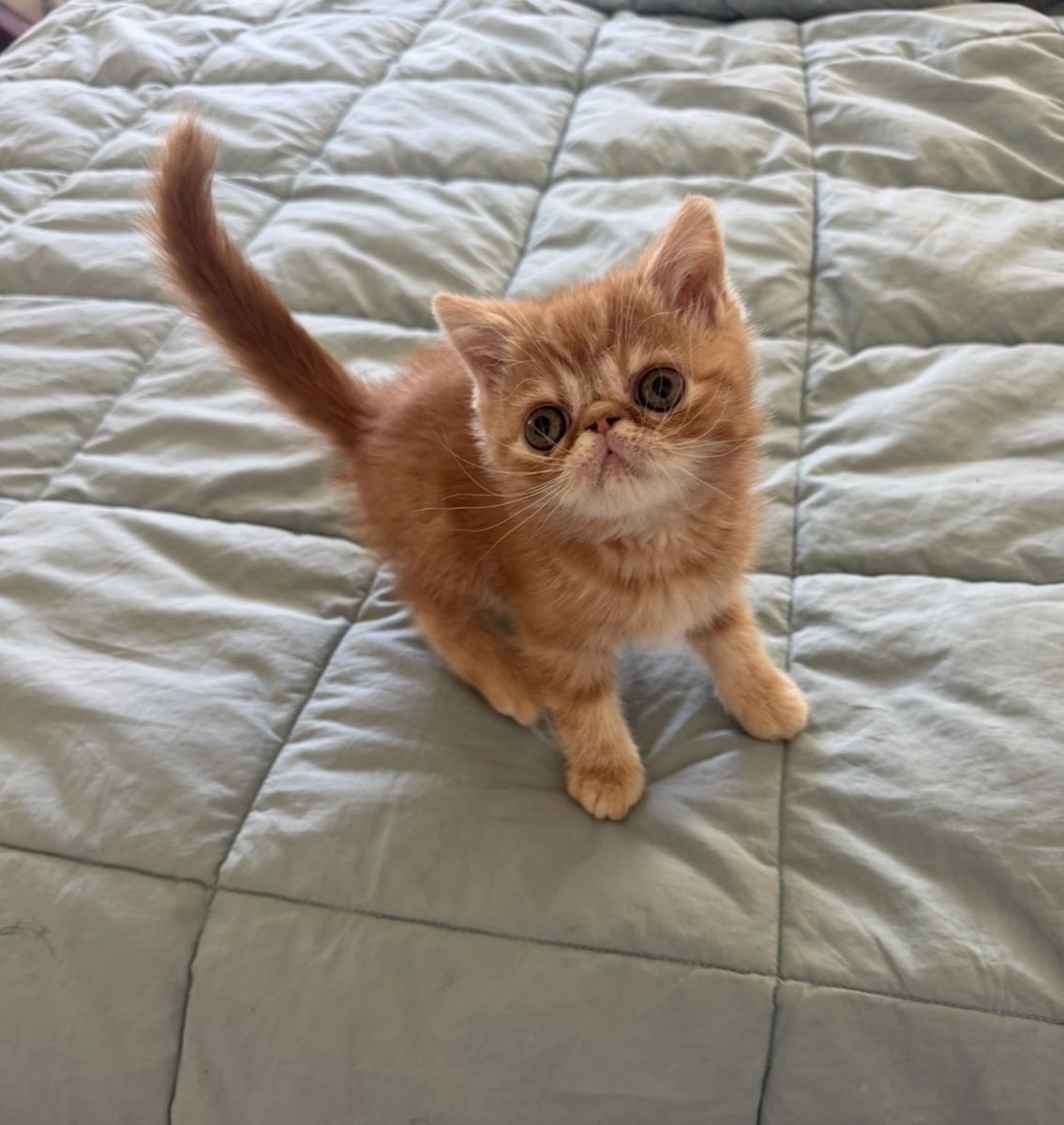 CFA exotic shorthair kittens