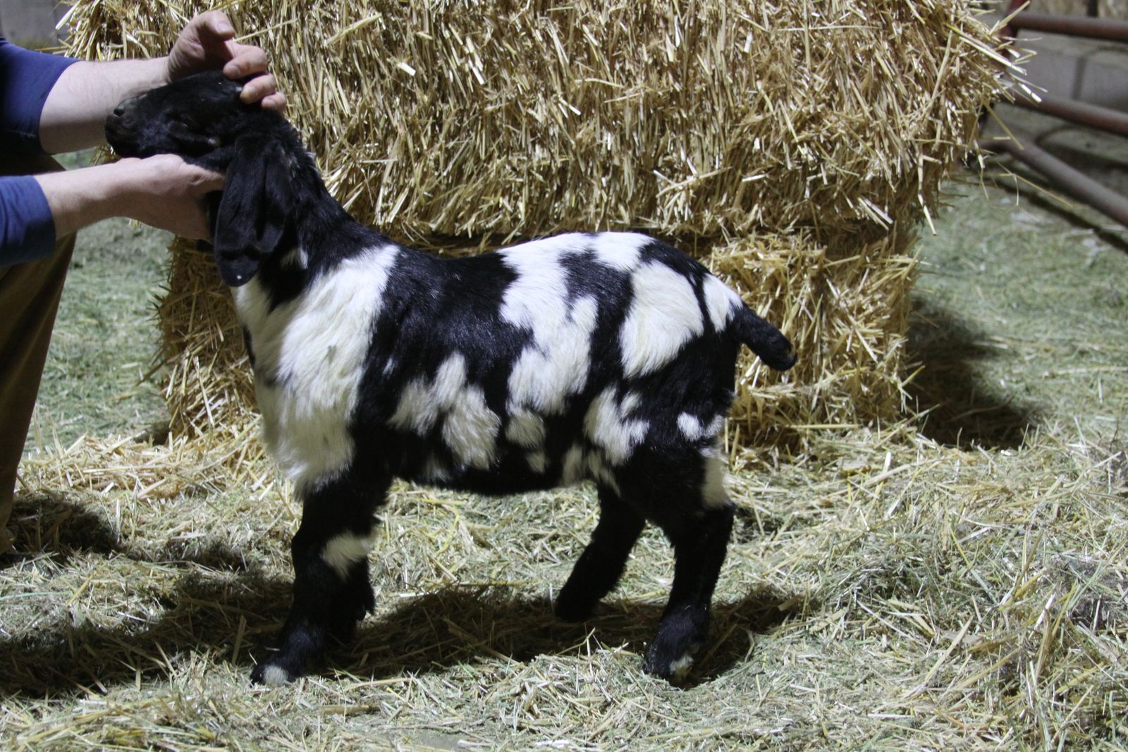 Dapple Boar Buck/Whether/Show Goat