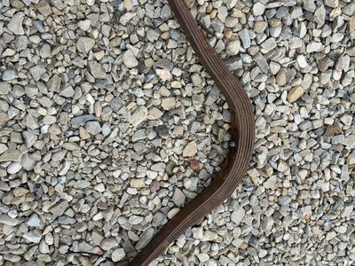 Model a Rear Spring