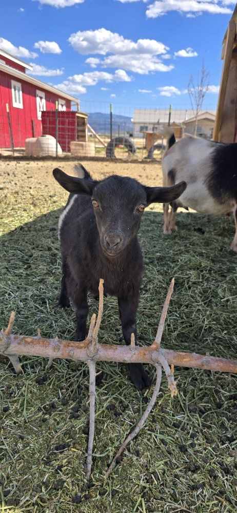 ADGA Nigerian dwarf doeling