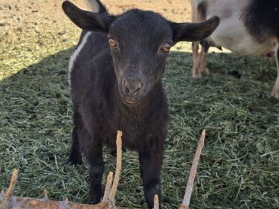 ADGA Nigerian dwarf doeling