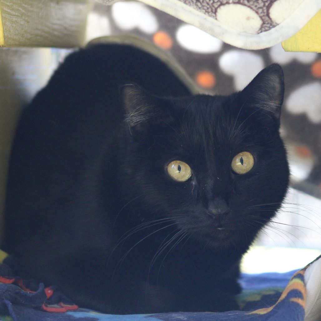 Hello my name is Pastry