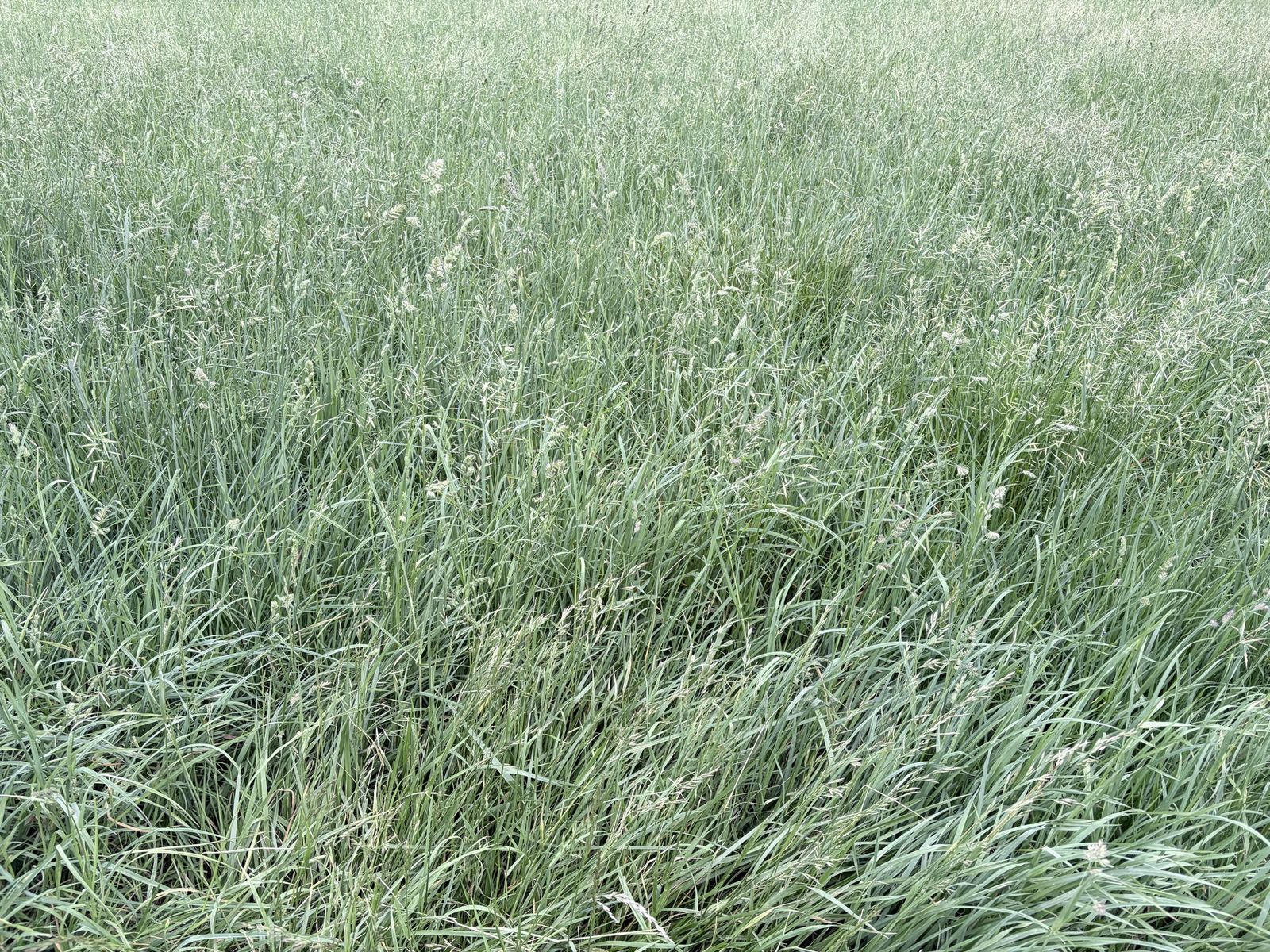 Main image 6