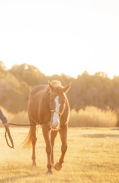 Grade sorrel gelding