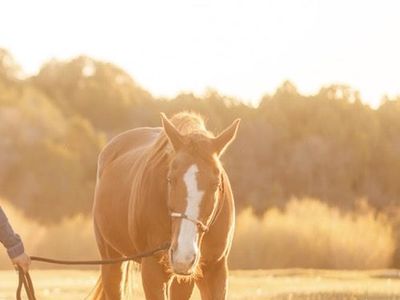 Grade sorrel gelding